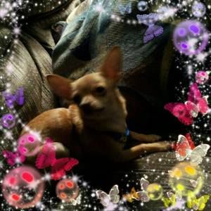 Meet your Posher, Robin